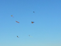 עפיפוניאדה 2012(7 תמונות)