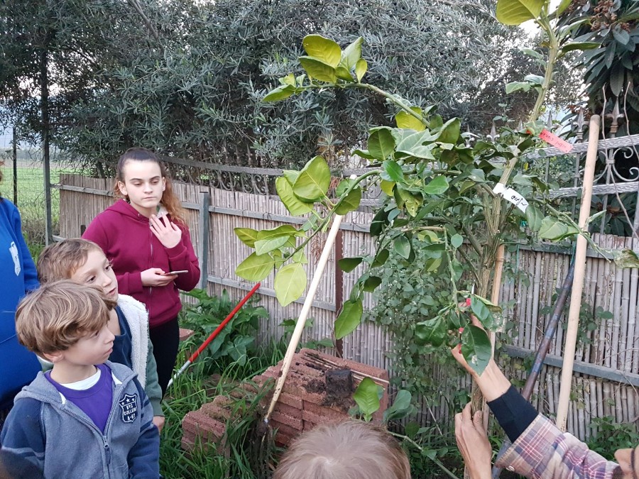 קבוצת 'ביחד' הצטרפה לחגיגה והתנדבה להכין בורות לעצי הפרי ואף שתלה פומלה