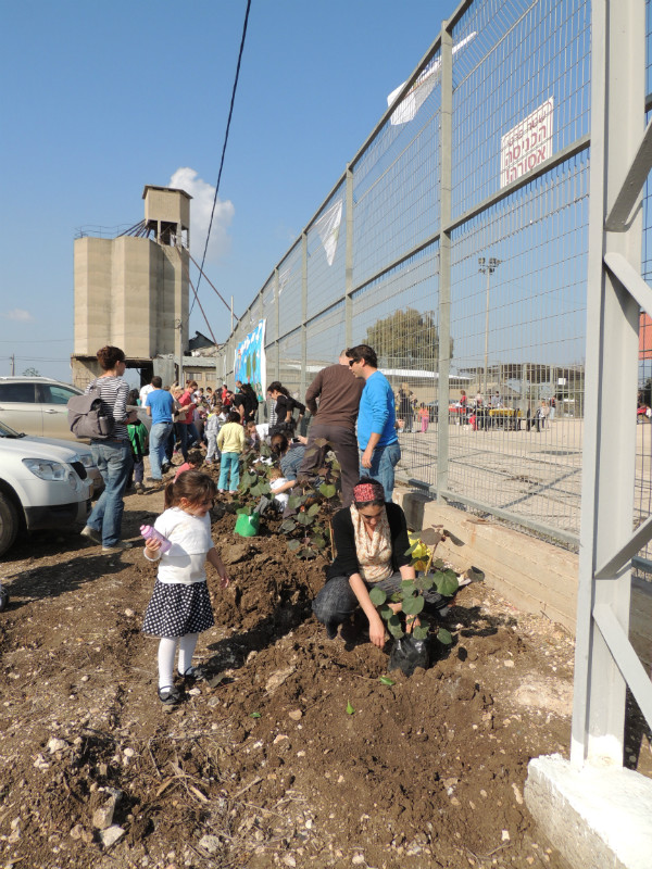 טו בשבט תשעד 2014 408