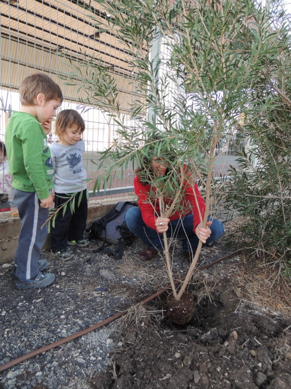 טו בשבט תשעד 2014 453