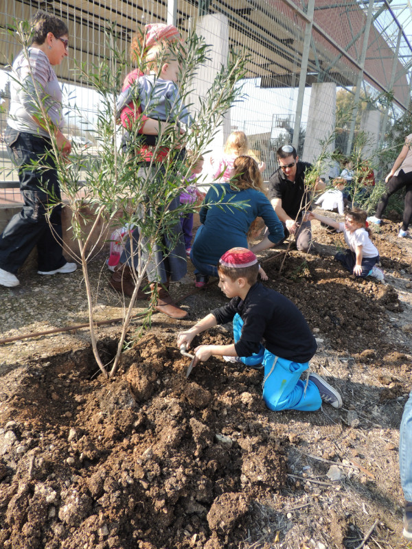 טו בשבט תשעד 2014 448