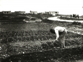 משה וולף זורע ירקות